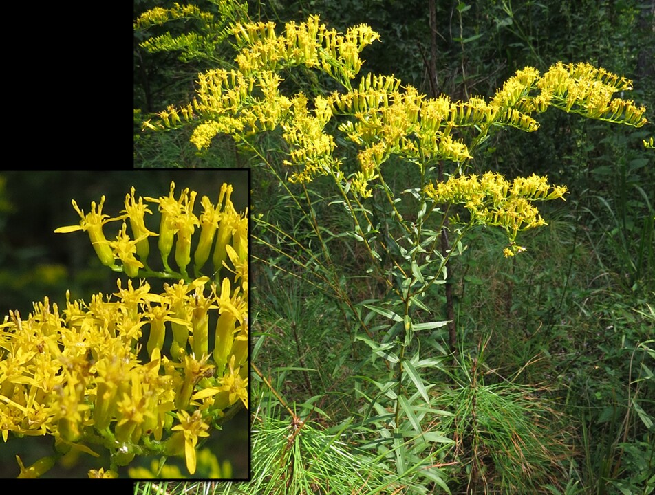 Solidago odora